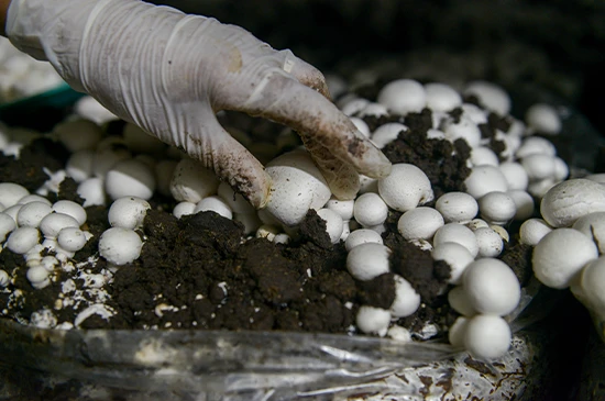 nandikoti_Mashroom Growing Chamber